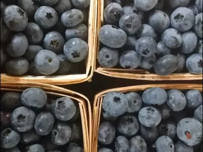 Freedom Farms Berry Festival 