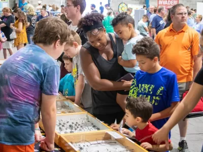 Great Insect Fair