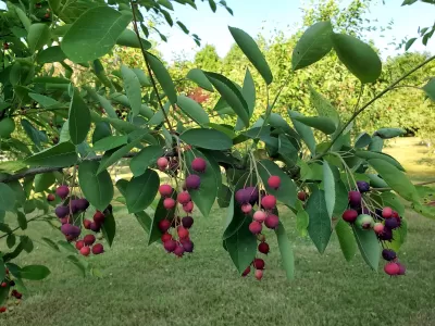 16th Annual Serviceberry Festival: A Berry Good Time
