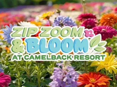 Zip, Zoom & Bloom 
