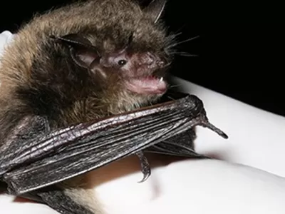 Workshop Wednesdays: Batty About Bats & Bats Are Good Guys