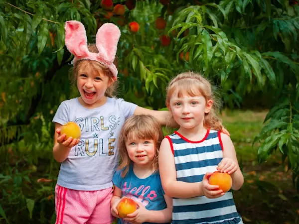 Pick Your Own Peaches