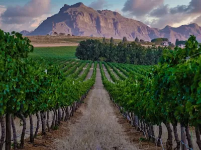 Meet the Makers: South African Wine Class - May 12 (Tria Wash West)