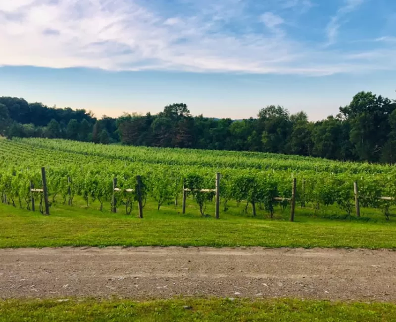 Halbrendt Vineyard, Orrtanna